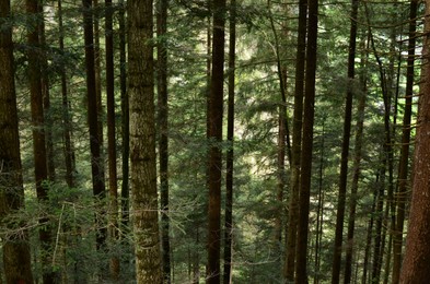 View of tall green trees in forest