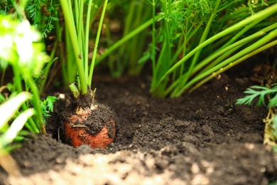 Photo of Ripe carrot growing in soil, closeup view. Organic farming