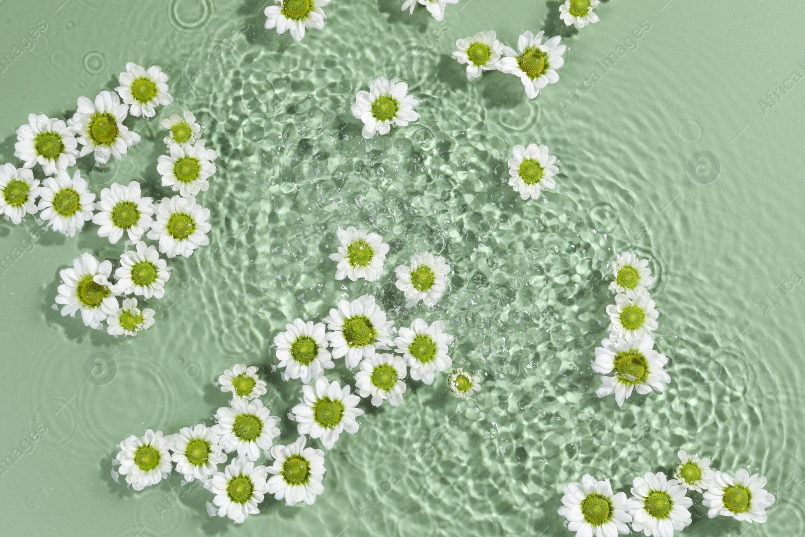 Photo of Beautiful chrysanthemum flowers in water on green background, top view