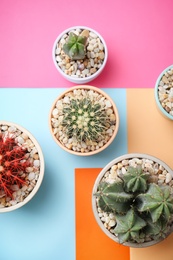 Beautiful cacti on color background, top view