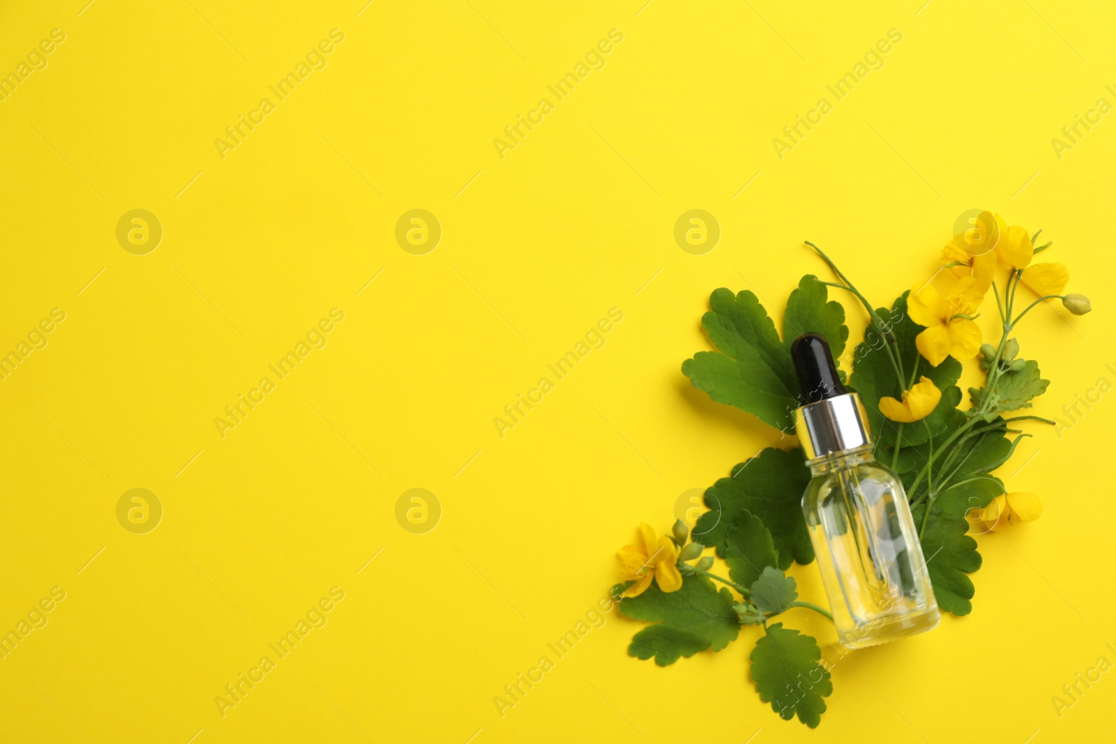 Photo of Bottle of natural celandine oil and flowers on yellow background, flat lay. Space for text