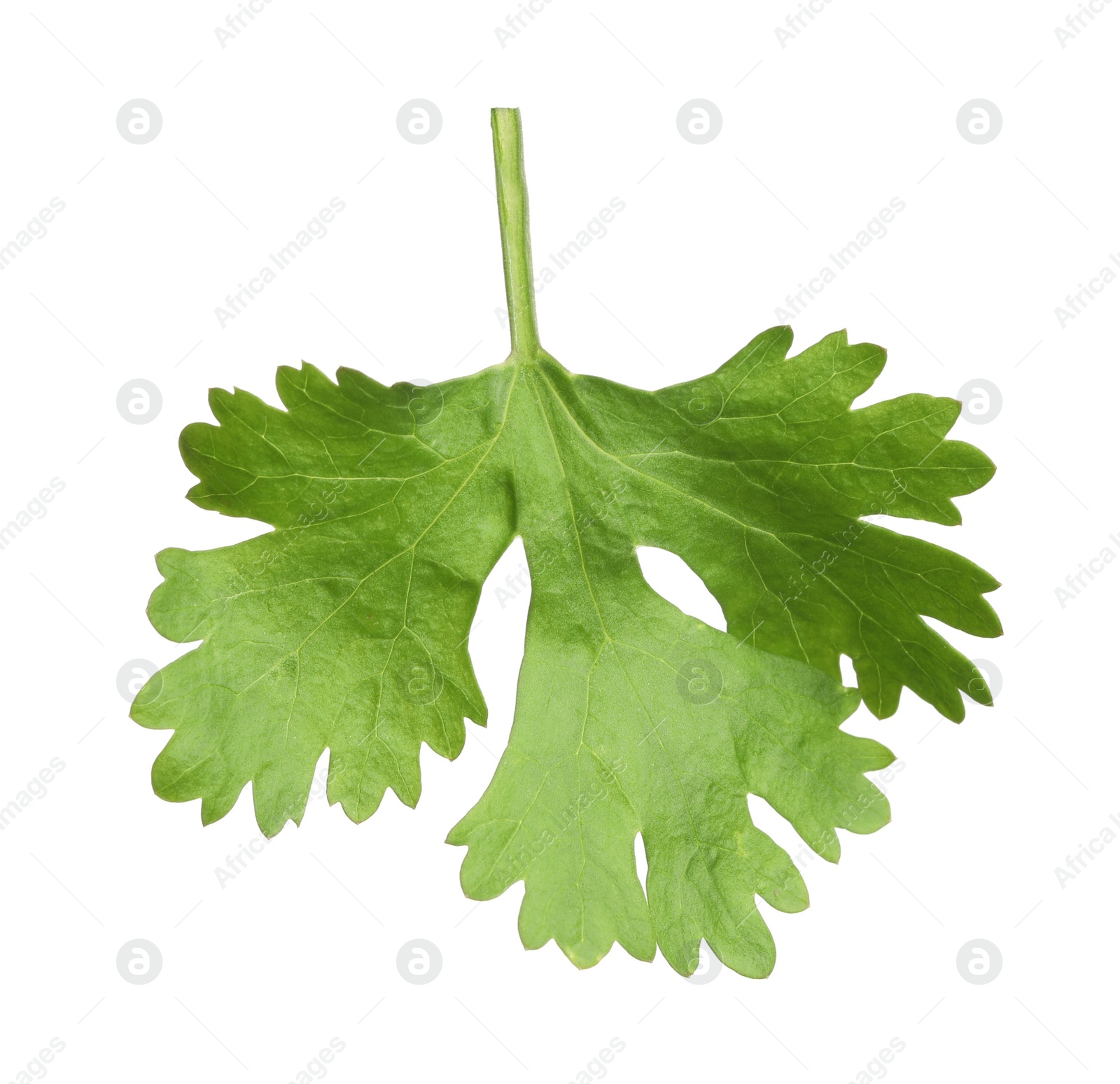 Photo of Fresh green coriander leaf isolated on white