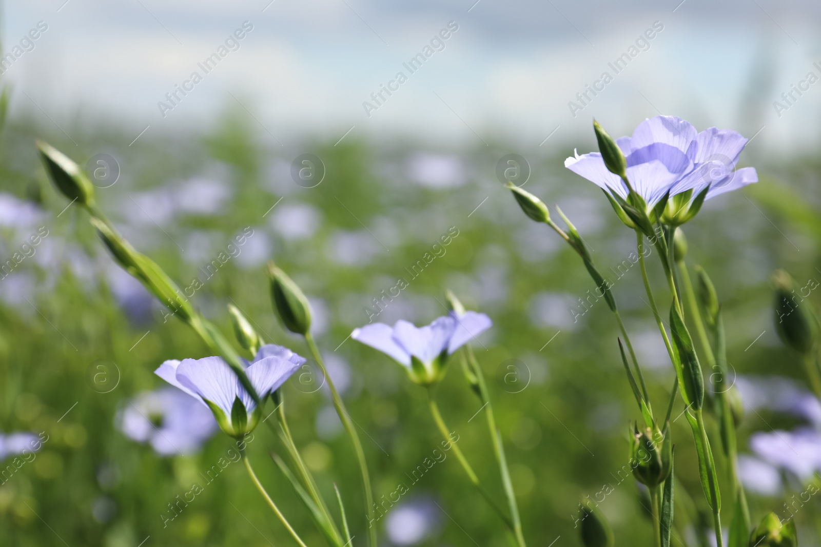 Photo of Closeup view of beautiful blooming flax field