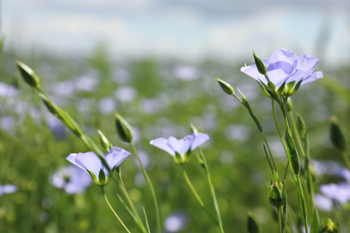 Photo of Closeup view of beautiful blooming flax field