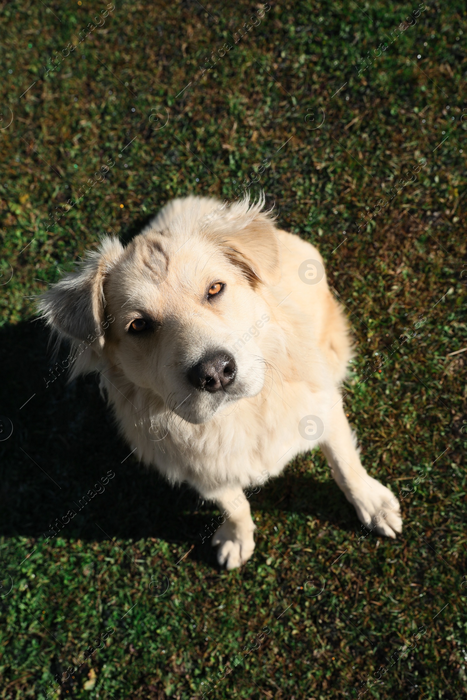 Photo of Adorable dog sitting on green grass, above view