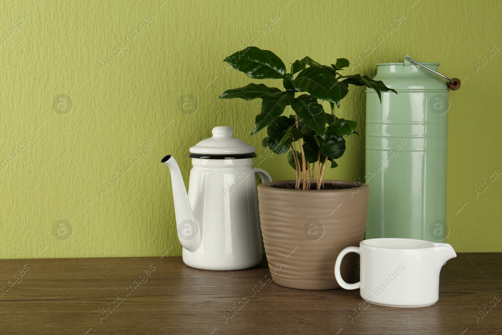 Photo of Potted plant and set of kitchenware on wooden table near green wall, space for text. Modern interior design