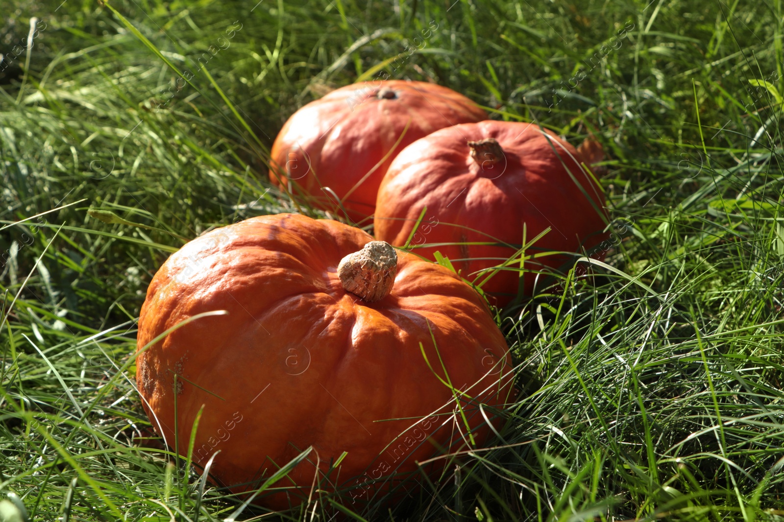 Photo of Whole ripe orange pumpkins among green grass outdoors