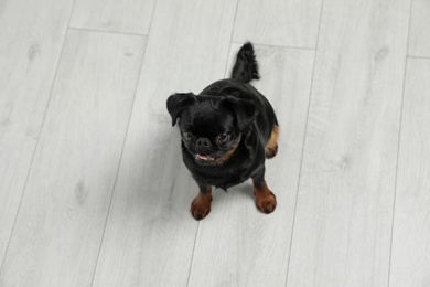 Adorable black Petit Brabancon dog sitting on wooden floor, above view