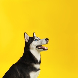 Photo of Cute Siberian Husky dog on yellow background. Space for text