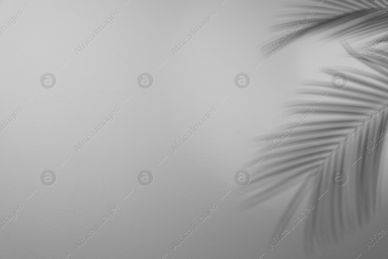 Photo of Shadows of tropical palm branches on white wall. Space for text