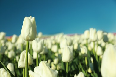 Blossoming tulips in field on sunny day, closeup. Space for text