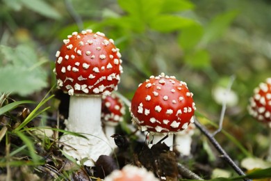 Fresh wild mushrooms growing in forest, closeup