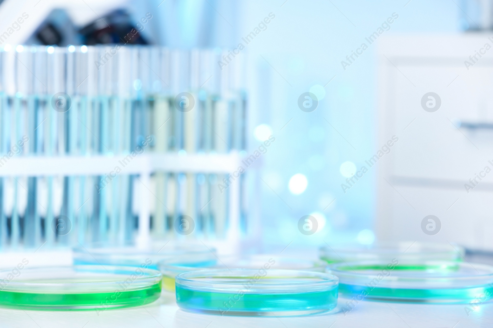 Photo of Petri dishes with liquid on table in laboratory. Chemical analysis