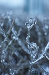 Plants in ice glaze outdoors on winter day, closeup. Space for text