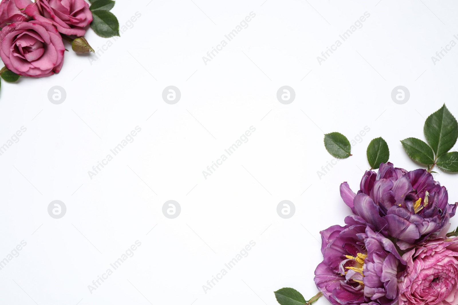 Photo of Beautiful floral composition with flowers on white background, flat lay. Space for text