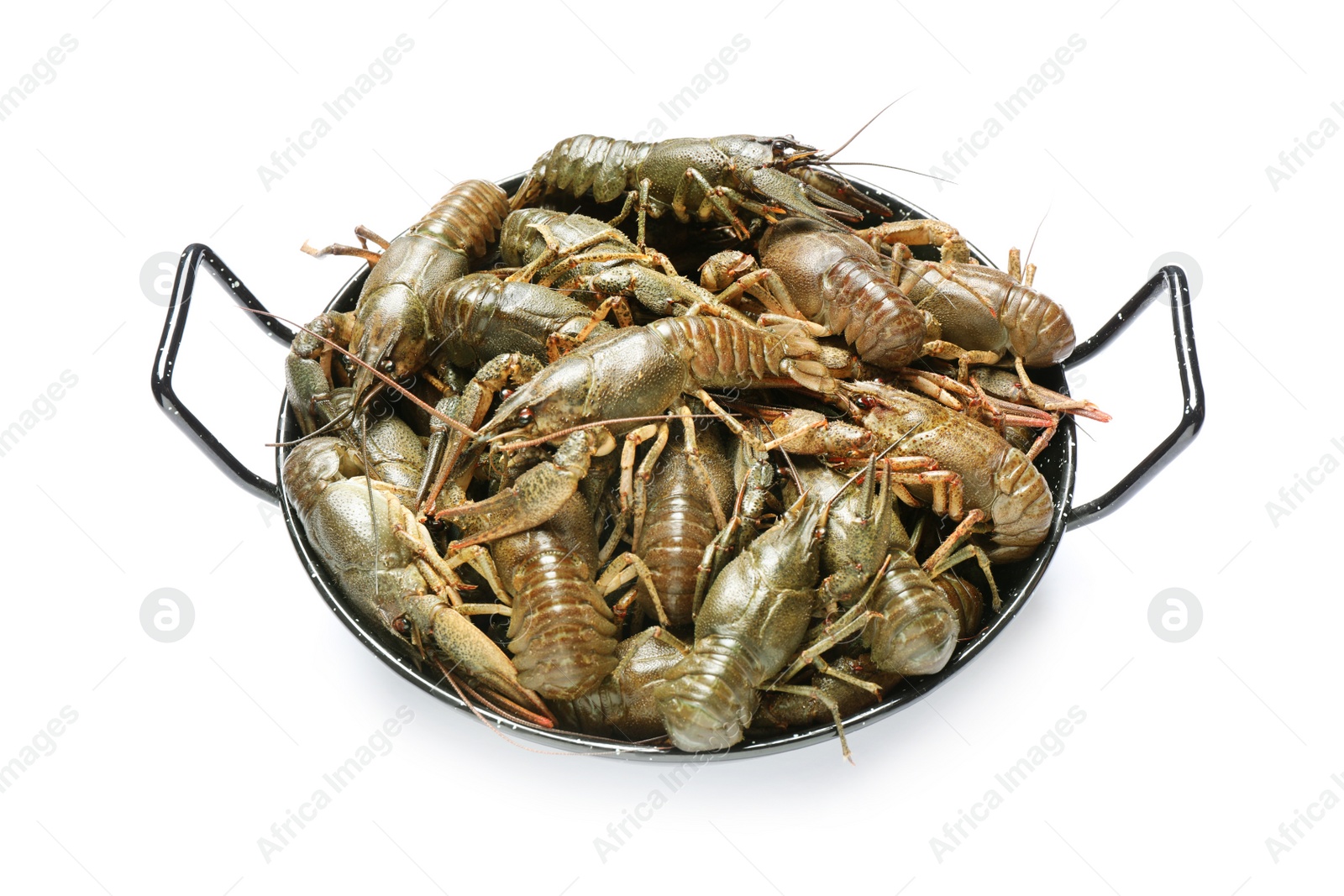 Photo of Fresh raw crayfishes isolated on white. Healthy seafood