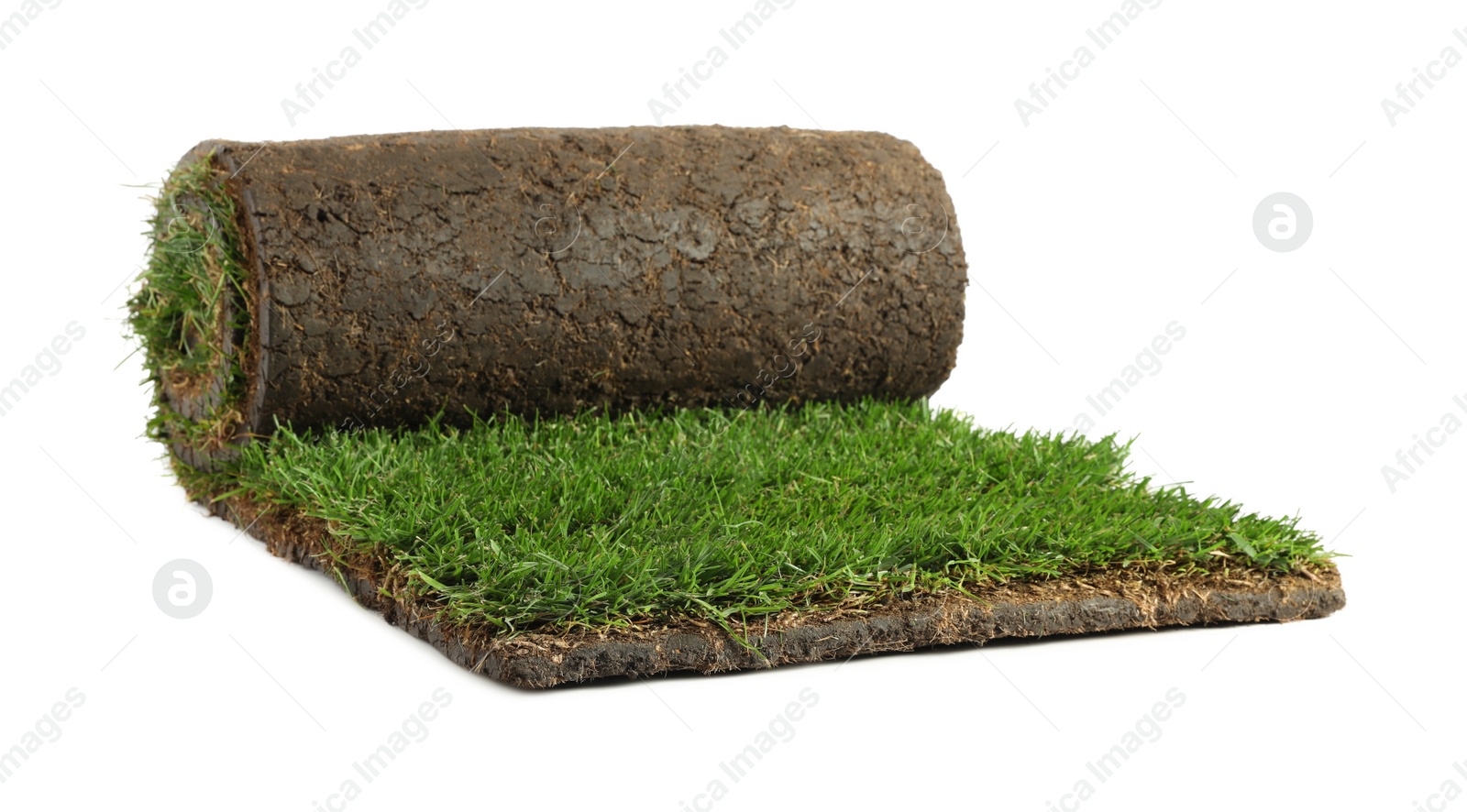 Photo of Rolled sod with grass on white background