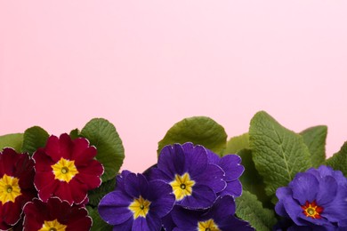 Beautiful primula (primrose) plants with colorful flowers on pink background, flat lay and space for text. Spring blossom