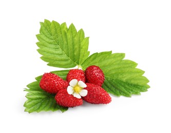 Photo of Ripe wild strawberries, green leaves and flower isolated on white