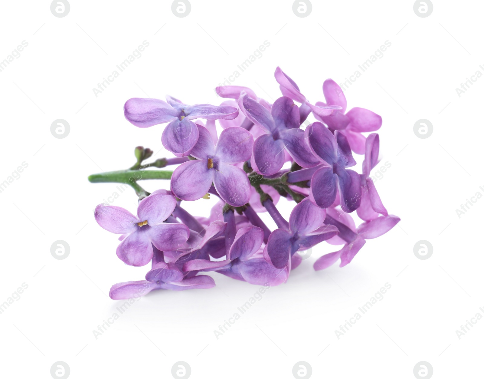 Photo of Beautiful violet lilac blossom isolated on white