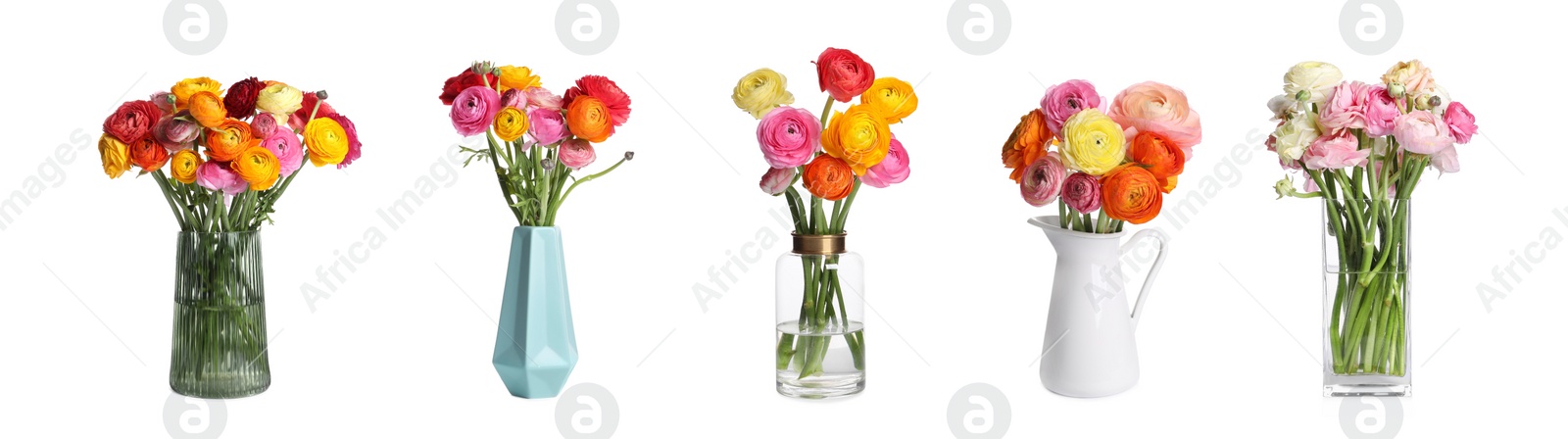 Image of Collage with beautiful ranunculus flowers in different vases on white background. Banner design