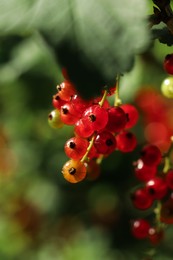 Photo of Closeup view of red currant bush with ripening berries outdoors on sunny day