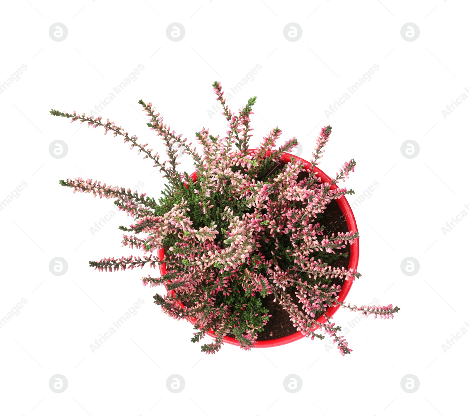 Photo of Beautiful heather in flowerpot isolated on white, top view