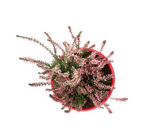 Beautiful heather in flowerpot isolated on white, top view