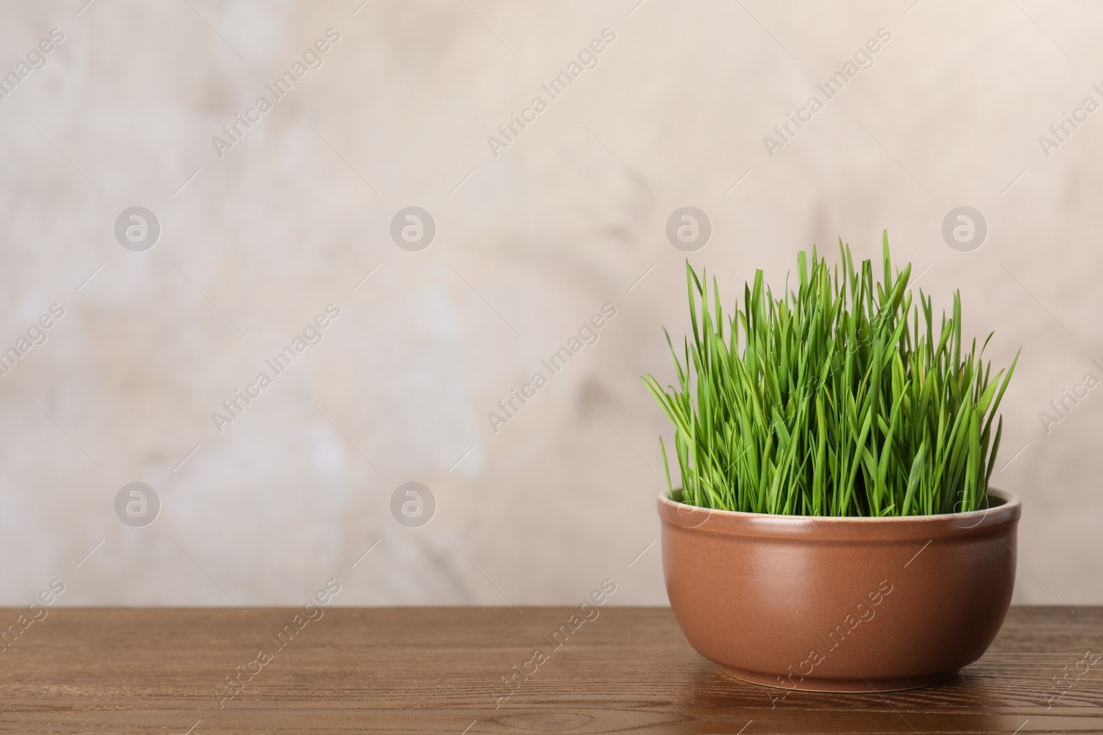 Photo of Bowl with wheat grass on table against color background. Space for text