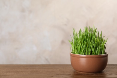 Photo of Bowl with wheat grass on table against color background. Space for text