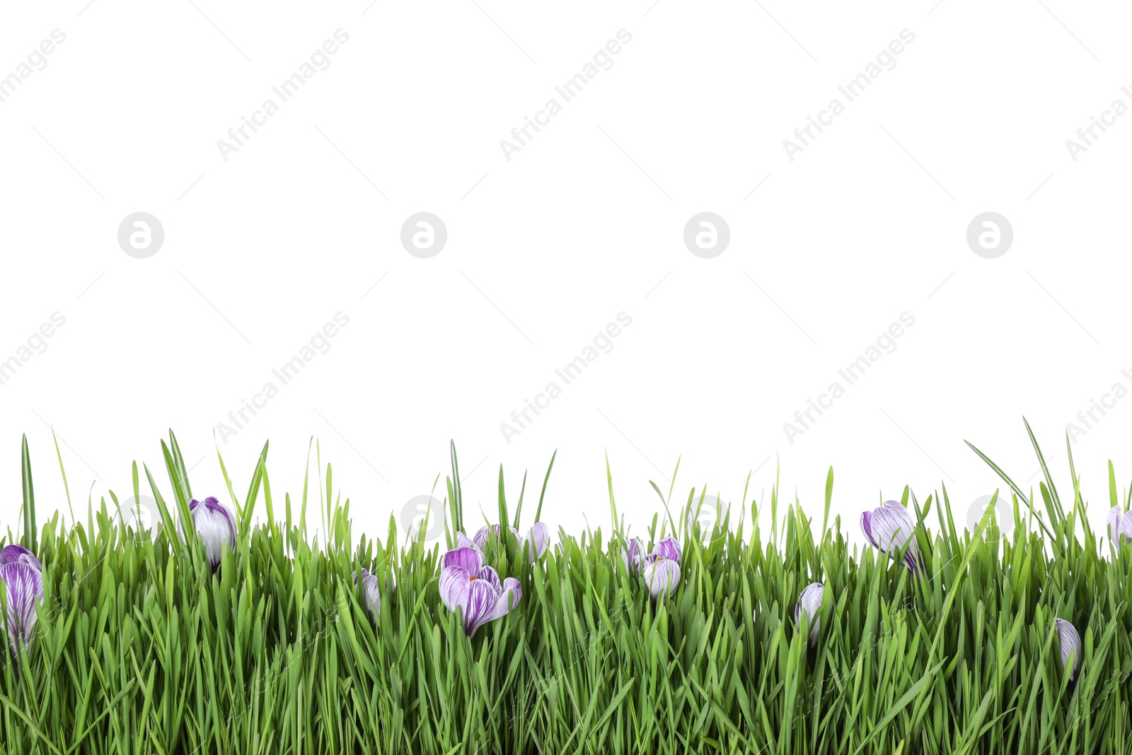 Photo of Fresh green grass and crocus flowers on white background. Spring season