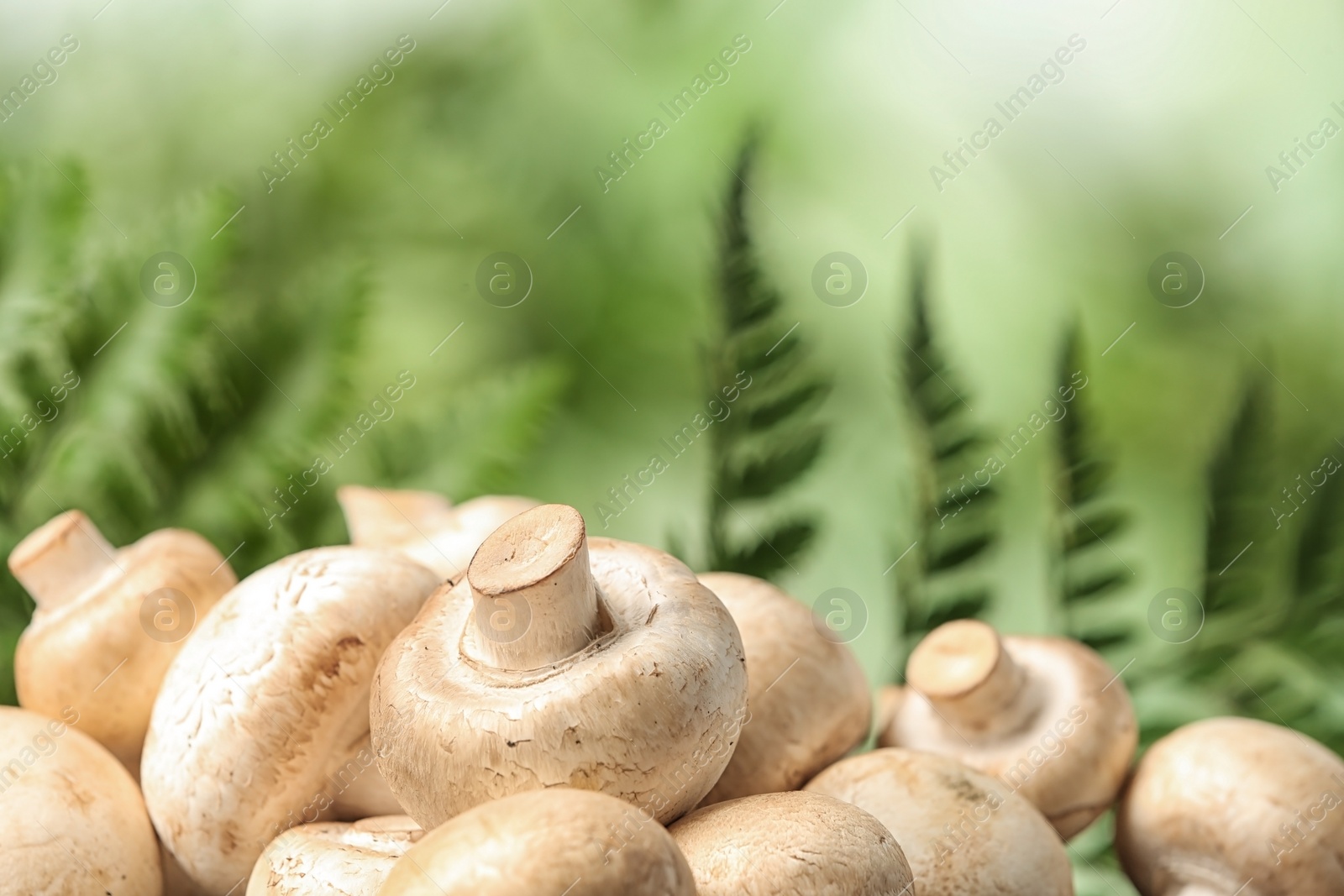 Photo of Fresh champignon mushrooms on blurred background, closeup view