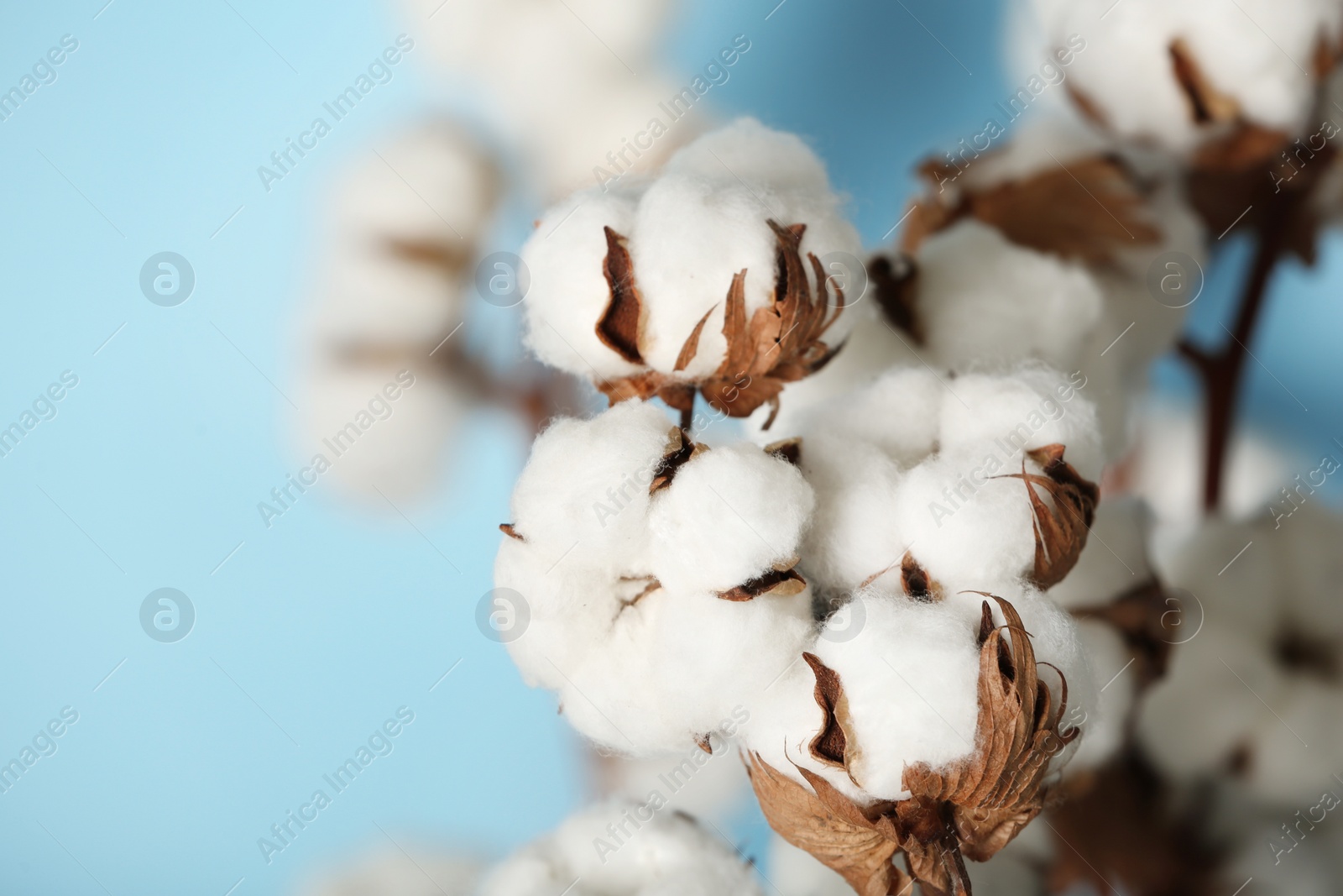 Photo of Fluffy cotton flowers on blurred background, closeup. Space for text