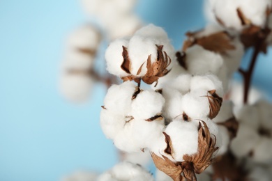 Fluffy cotton flowers on blurred background, closeup. Space for text