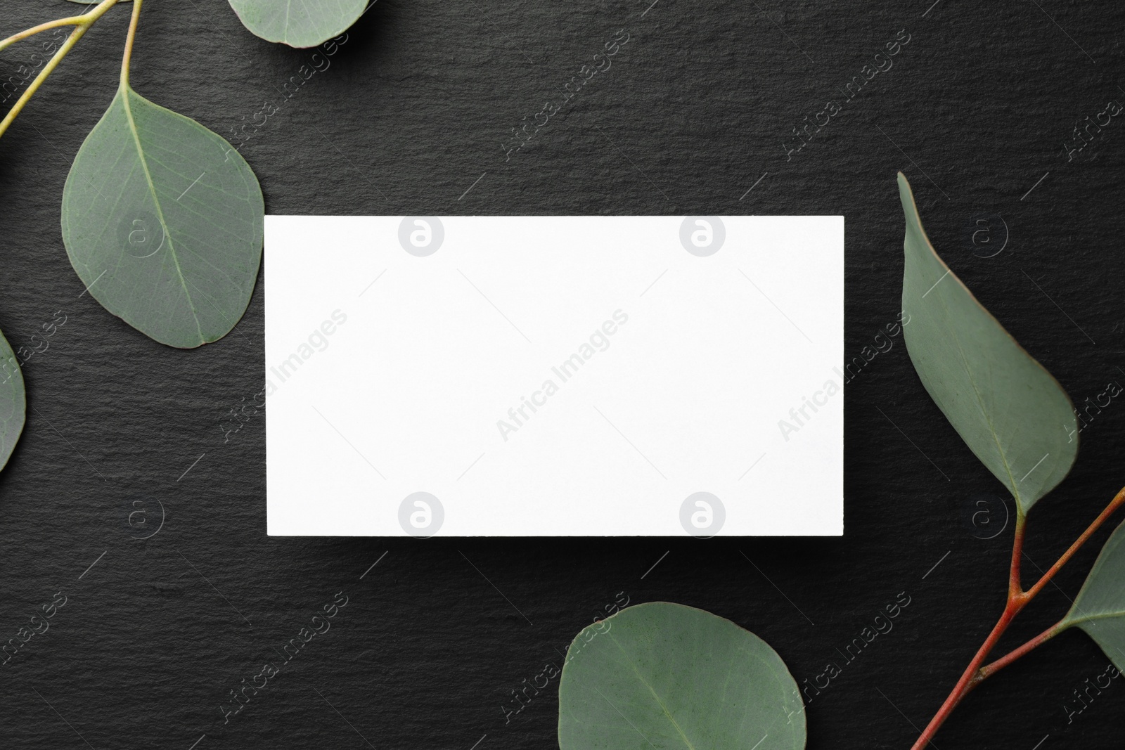 Photo of Blank business card and eucalyptus branches on black background, flat lay. Mockup for design