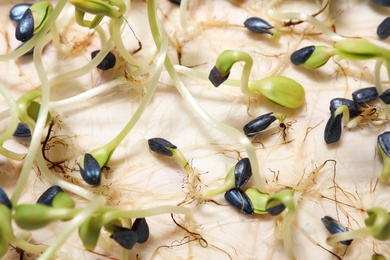 Photo of Sprouted sunflower seeds on white background, above view. Laboratory research