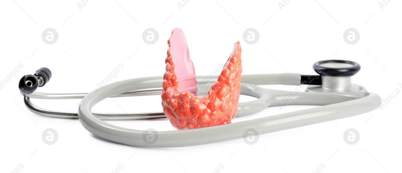 Photo of Plastic model of afflicted thyroid and stethoscope on white background