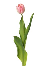 Photo of Beautiful pink tulip flower isolated on white