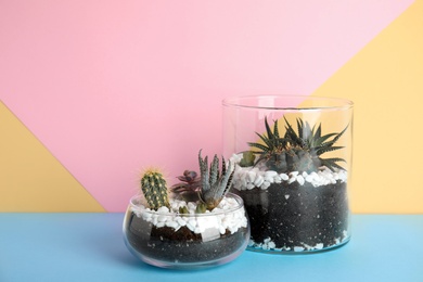 Glass florariums with different succulents on color background