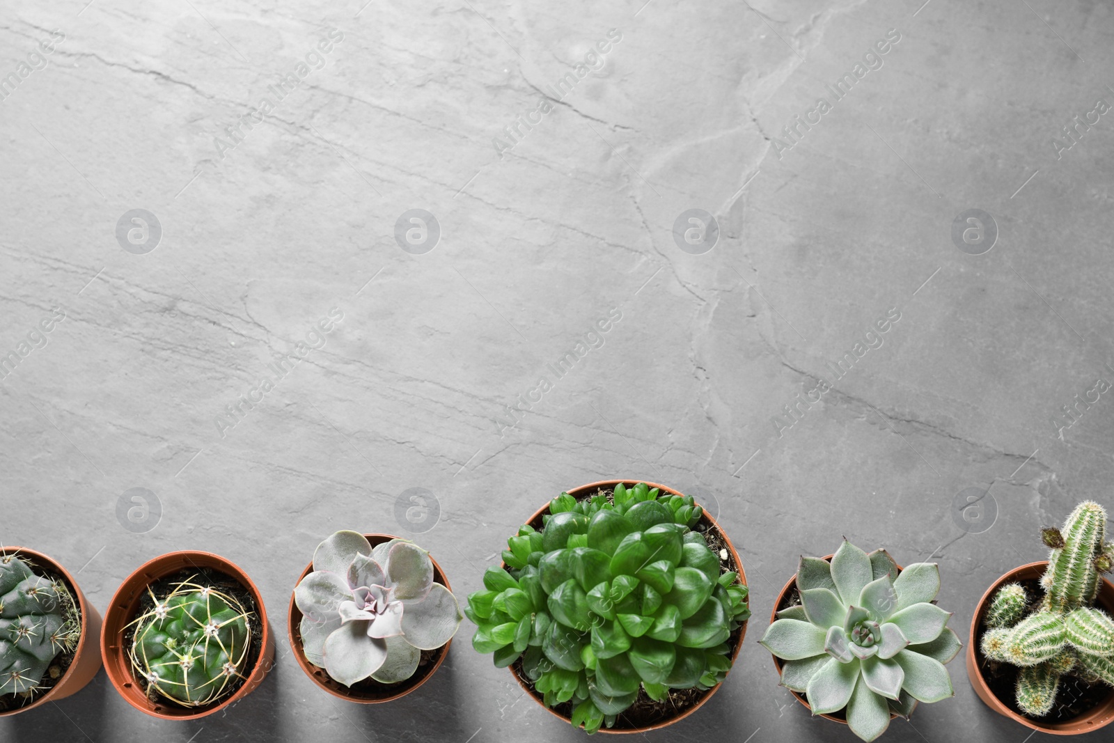 Photo of Flat lay composition with different succulent plants in pots on grey table, space for text. Home decor