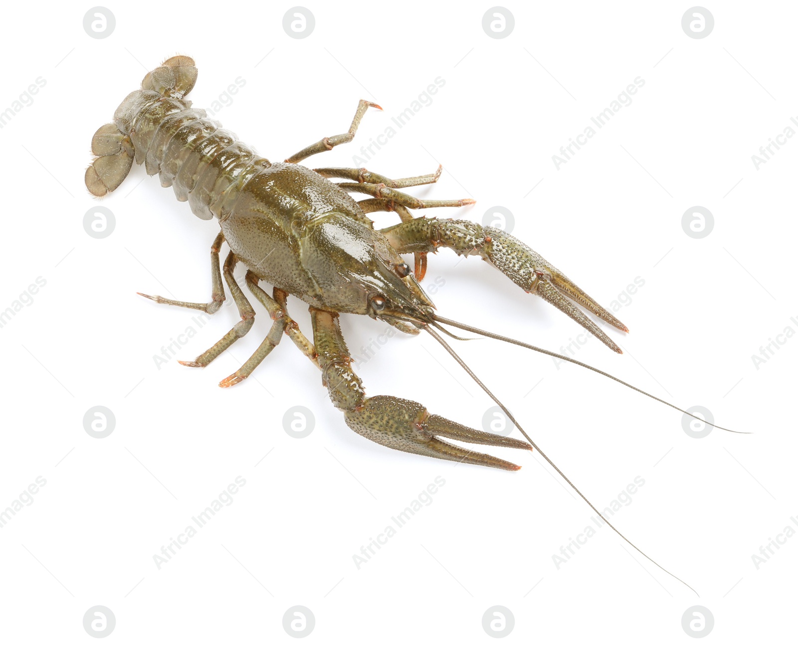 Photo of One fresh raw crayfish isolated on white, above view