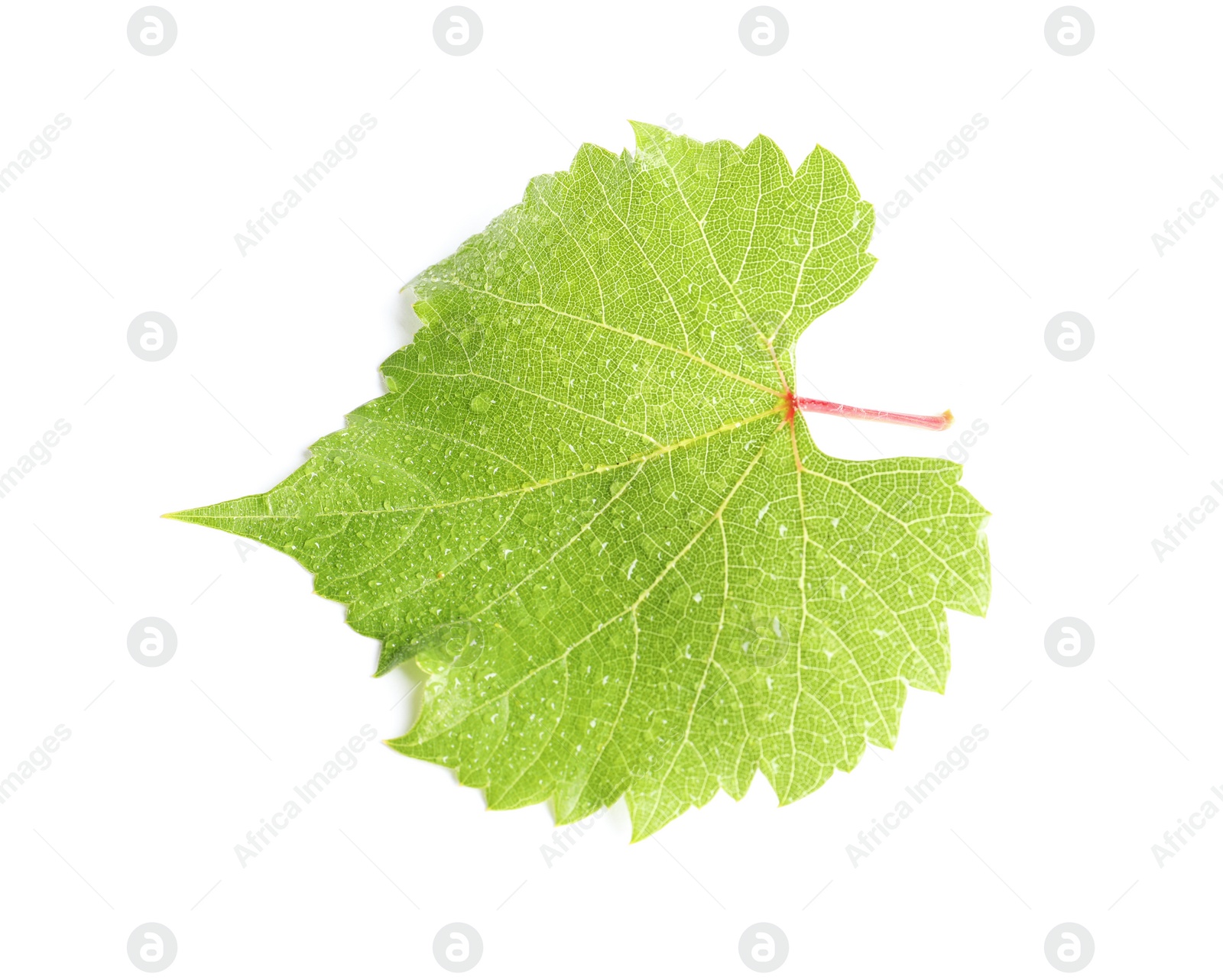 Photo of Fresh green grape leaf on white background