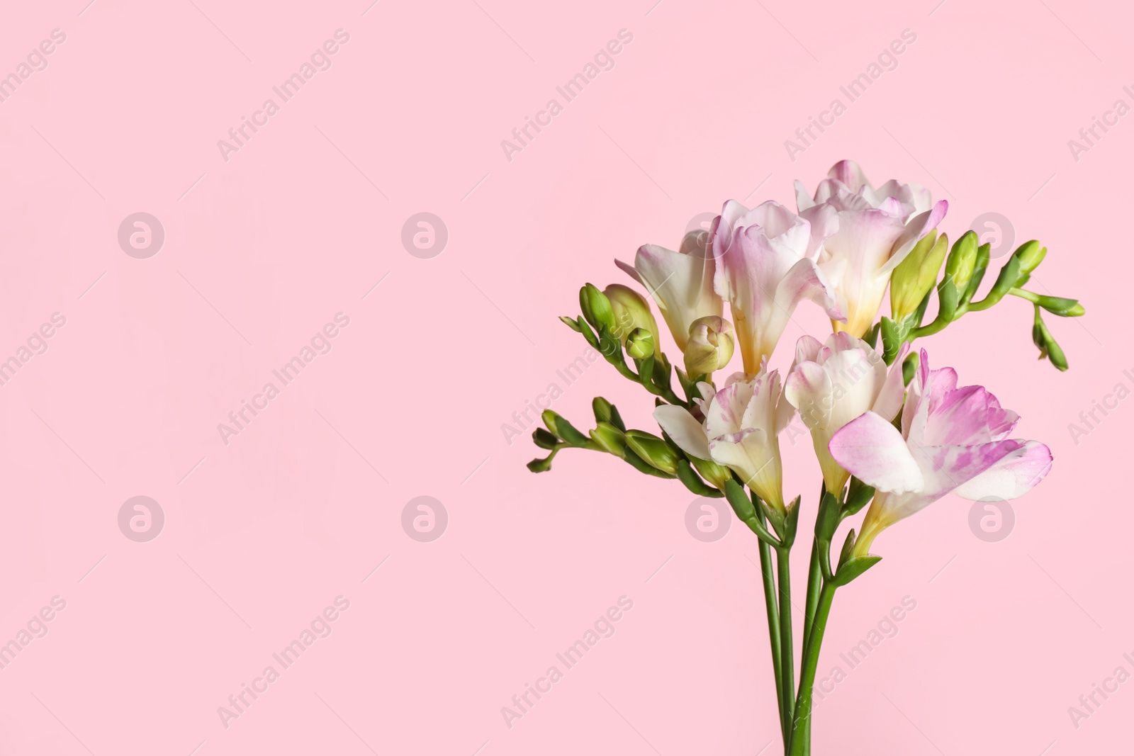 Photo of Beautiful tender freesia flowers on pink background. Space for text