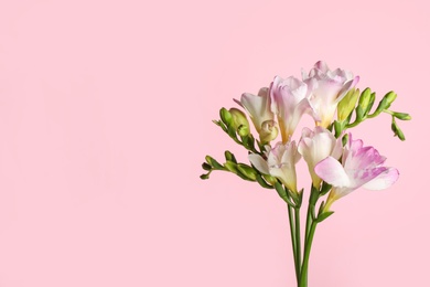 Photo of Beautiful tender freesia flowers on pink background. Space for text