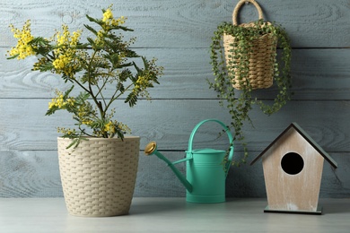 Photo of Composition with beautiful mimosa plant in pot on white table near wooden wall