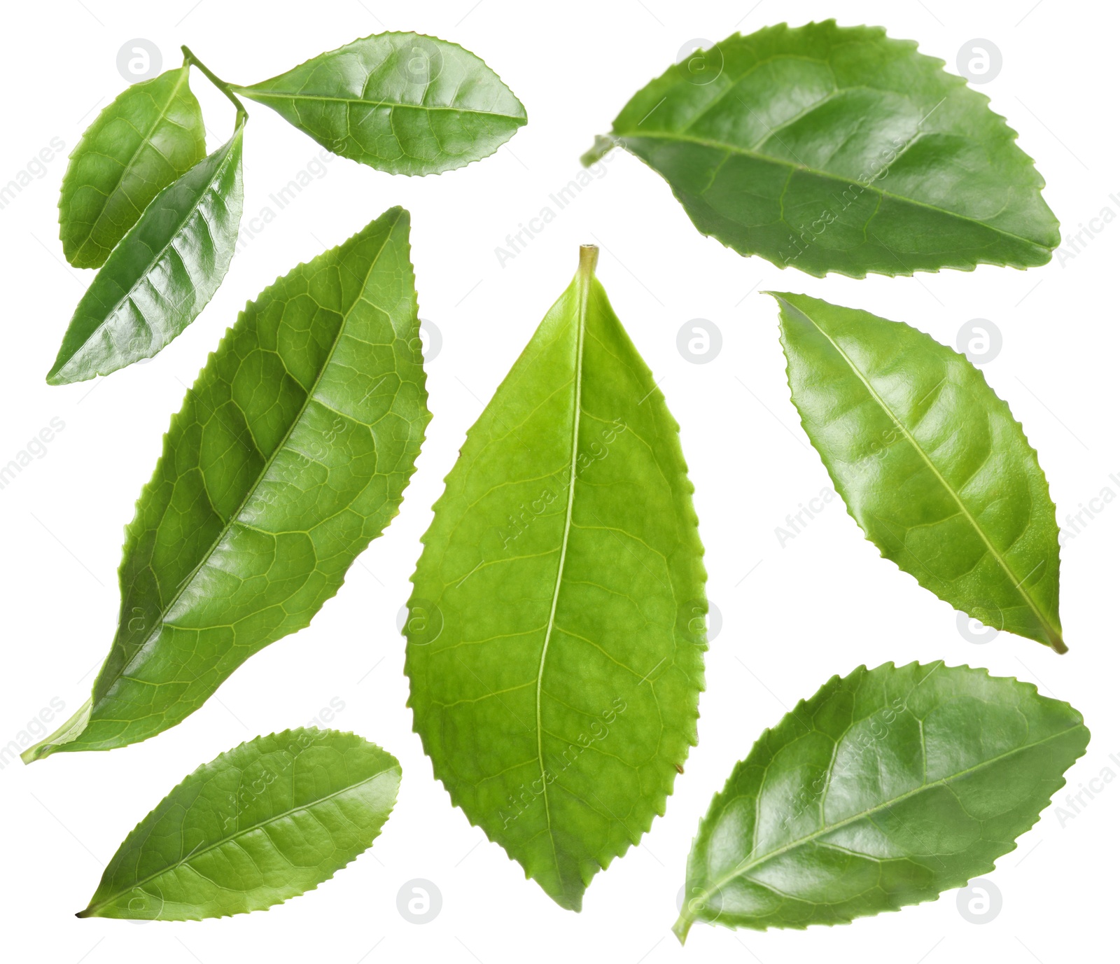 Image of Set with fresh green leaves on white background