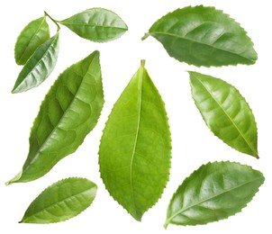 Set with fresh green leaves on white background