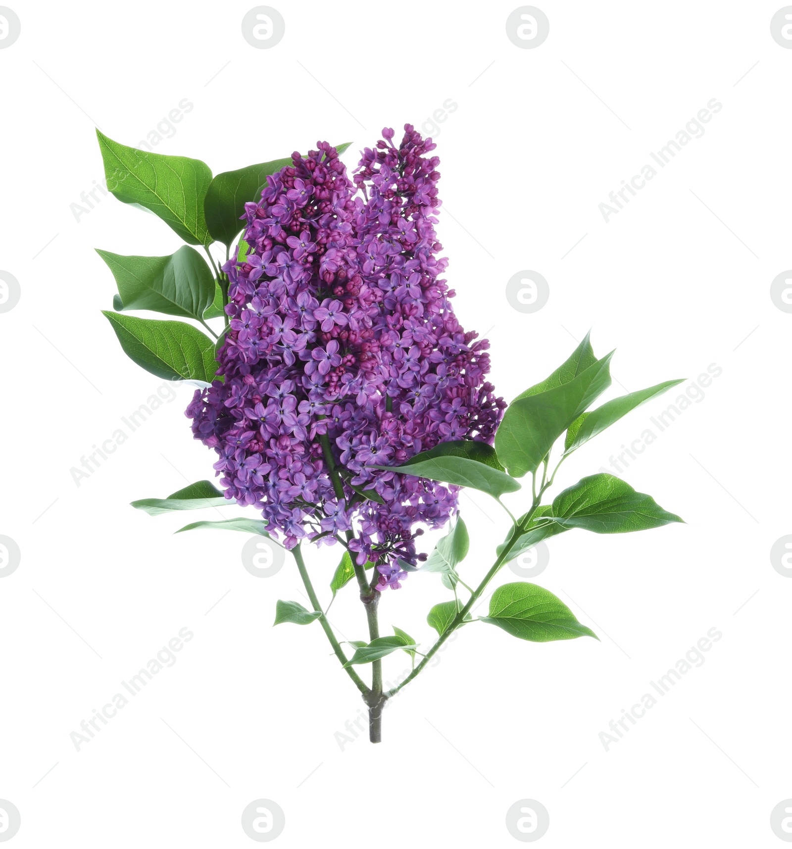 Photo of Beautiful blossoming lilac branch with leaves isolated on white