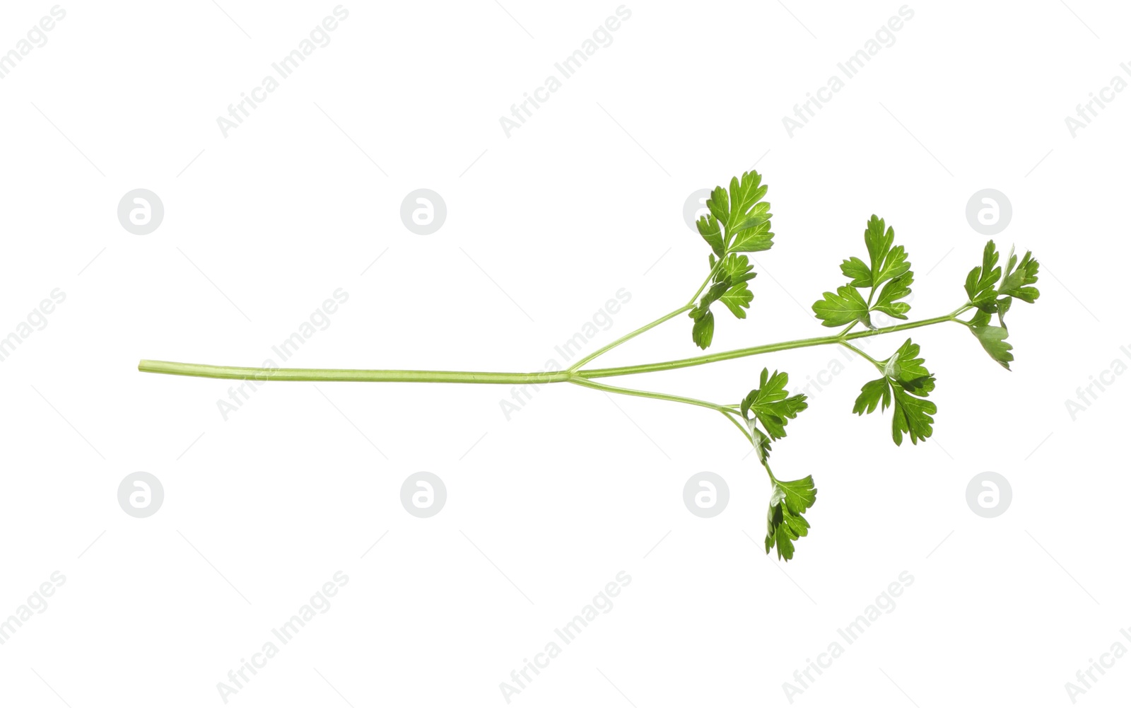 Photo of Fresh green organic parsley on white background