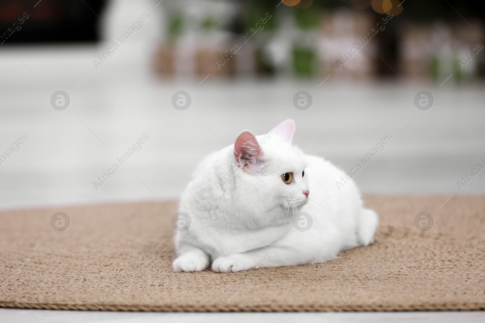 Photo of Christmas atmosphere. Adorable cat on rug in cosy room. Space for text